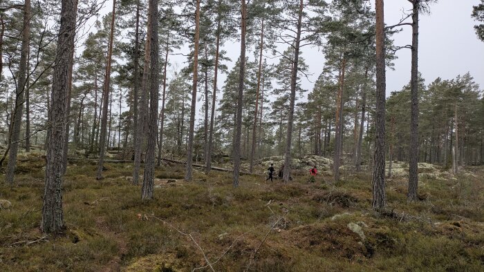 Skogsmiljö med höga tallar och två personer vandrar bland träden i bakgrunden. Marken är täckt av mossa och lågt gräs.