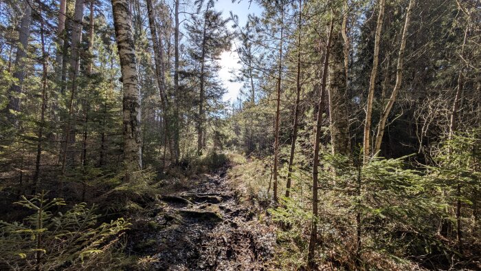 Skogsstig omgiven av täta barrträd och björkar, med soligt väder ovanför.