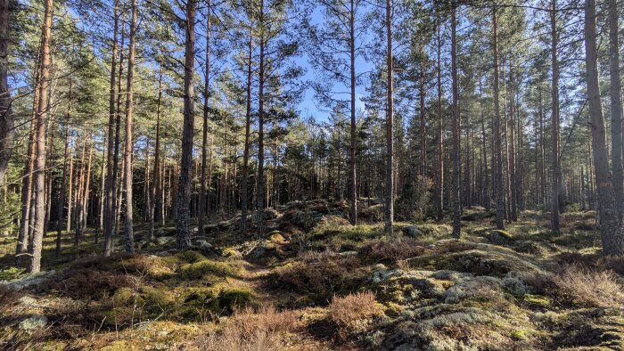 Tallskog med mossa täckt mark och solljus som sipprar genom träden under en klar himmel.