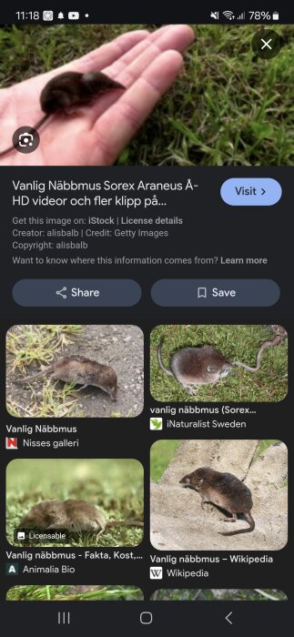 En näbbmus som ligger i en persons hand, omgiven av gräs.