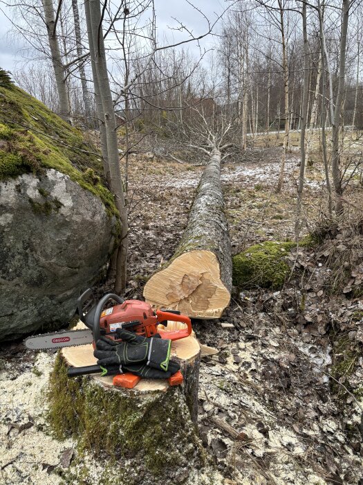 Fällt träd i skog med motorsåg och handskar på stubbe, förberedelser för vedinsamling.