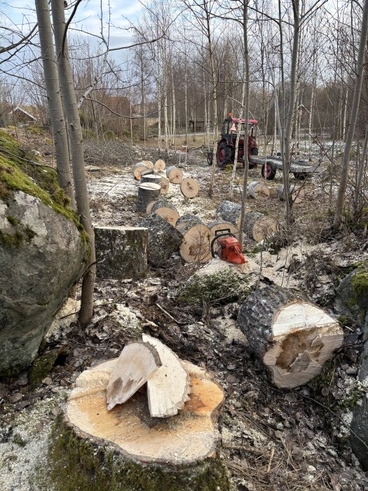 Trädstammar och vedkubb i skogsmiljö med en röd traktor och en motorsåg, förberedelser för vedinsamling.