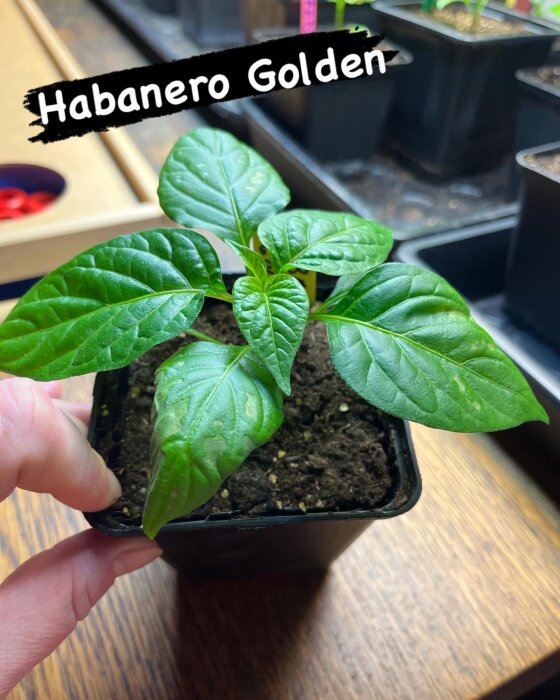 En liten planta av sorten Habanero Golden i en kruka, med gröna blad och etikett med texten "Habanero Golden".