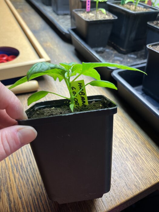 En liten planta av Habanero Golden i en svart kruka, växer i inomhusmiljö.