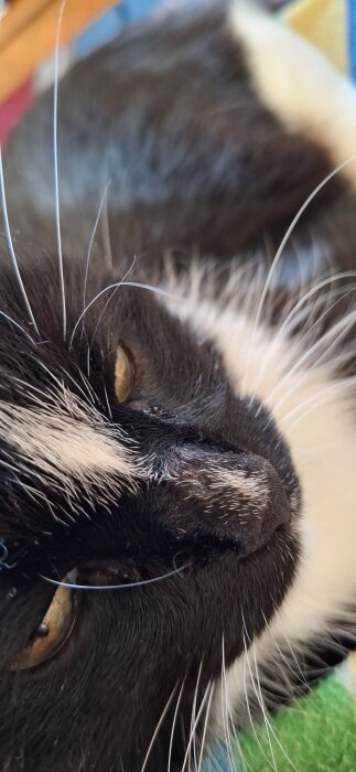 Närbild av en svartvit katt där morrhår och ansikte syns tydligt.