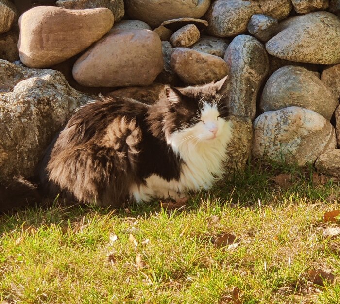 Svartvit katt sitter i solen framför stengÀrdsgÄrd pÄ grÀsmatta, njuter av vÄrens första varma dag.
