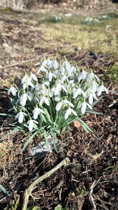 Snödroppar blommar i en klunga på jordig mark med gräs i bakgrunden under en solig dag.