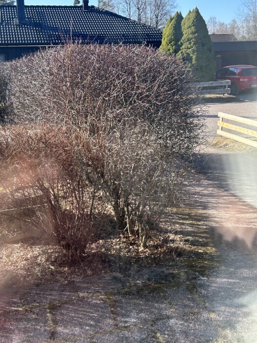 Häck av hagtorn i trädgård, vår. Syns intill staket och hus.