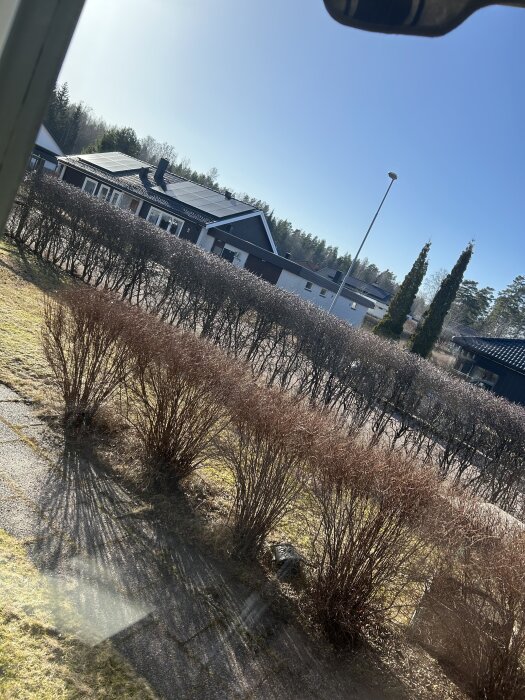 Häck av nakna grenar kring en tomt, med närliggande modern villa i bakgrunden under tidig vår.