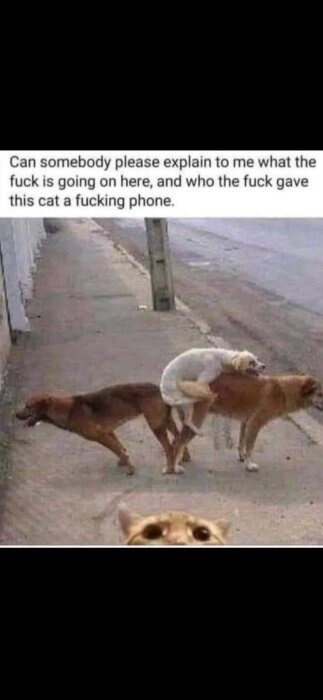 Gatubild av tre hundar i rad, med en vit hund på de två främre, och en katt synlig längst ner i förgrunden.