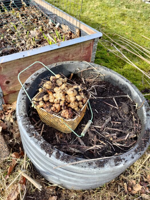 Korg med nyupptagna jordärtskockor i en odlingsbädd i trädgården, omgärdad av jord och växtmaterial.