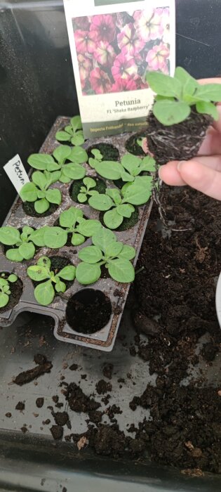 Omlott plantering av petuniaplantor i brätte, med fröpåse märkt "Petunia F1 Shake Raspberry" i bakgrunden.