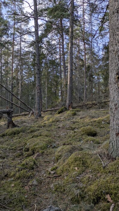 Skogsmiljö med höga tallar och mossig mark, där flera träd ligger omkullfallna.