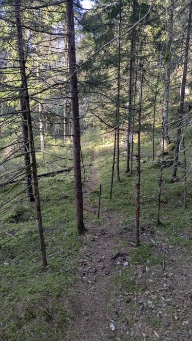 Stig i skog med omgivande granar och en bädd av mossa och kottar på marken. Skogen är tät och solljus sipprar genom trädkronorna.