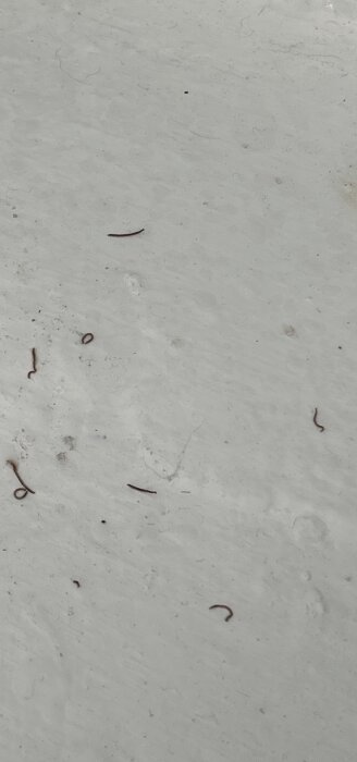 Små bruna larver eller insektslarver på ett grått betonggolv i källaren.