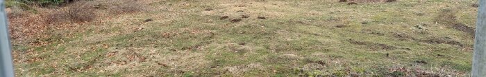 En gräsmatta med kort gräs, spår av jordhögar och nedtrampade områden efter att hästar betat av gammalt högt gräs.