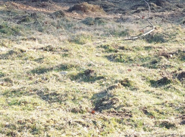 Gräsyta i trädgården som tidigare betats av hästar efter grisarnas bök, med kvarvarande gräshögar och ojämn mark.