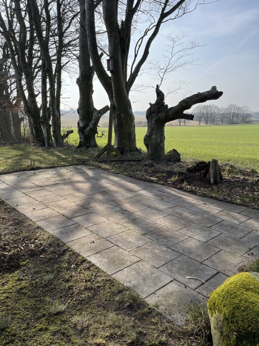 En stenlagd yta omgiven av träd och grönt fält i bakgrunden. Skuggor faller över plattorna, med en fågelholk i ett av träden.