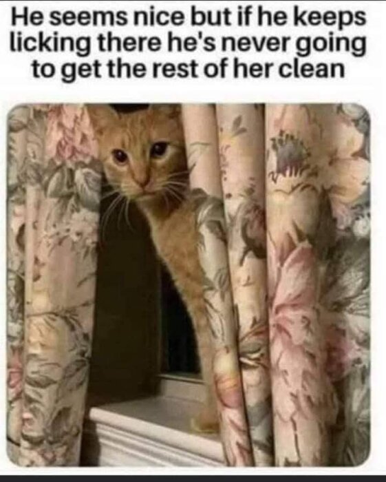 En orange katt kikar fram mellan blommiga gardiner i ett fönster.