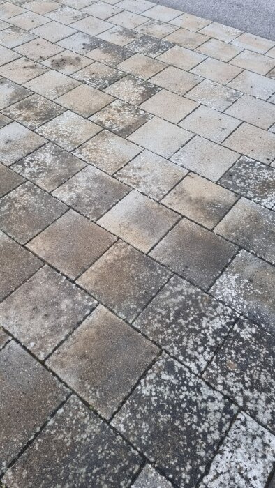 image-5735345898906343085.jpg