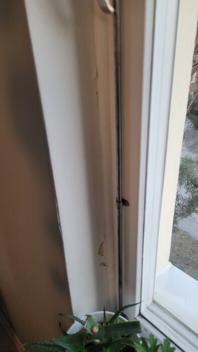 Sprucken färg i fönstersmyg, möjligtvis på grund av dålig grundmålning. Växt i kruka står på fönsterbrädan.