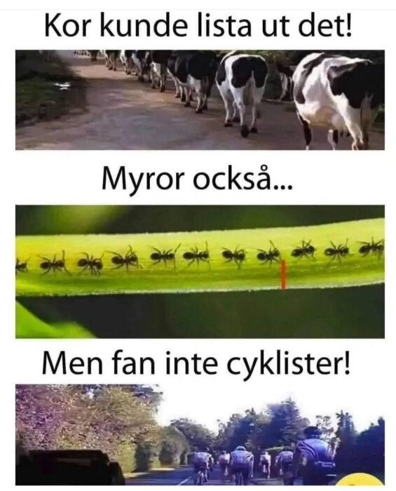 Kor och myror går i raka linjer, följt av cyklister som cyklar huller om buller på väg. Texten skojar om ordning och kaos.