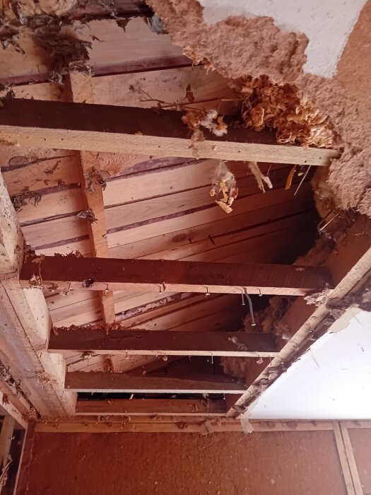 Gammal takkonstruktion i en stuga med synliga träbalkar och sliten isolering som hänger ner; skador och ojämnheter synliga i byggmaterialet.