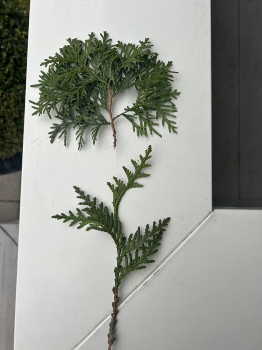 Två kvistar, en Smaragd ovanpå och en Brabant nedanför, ligger på ett vitt bord.