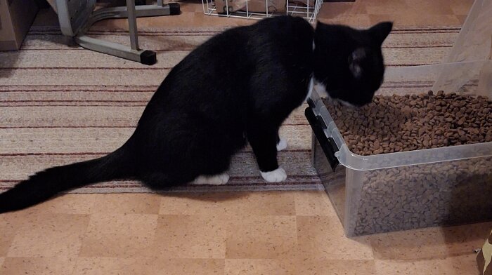Svart katt provsmakar torrfoder från en stor plastlåda, stående på en randig matta inomhus.
