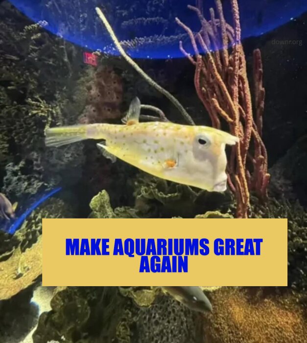 En fisk simmar i ett akvarium med koraller och växter, med texten "Make Aquariums Great Again" i blått på gul bakgrund.