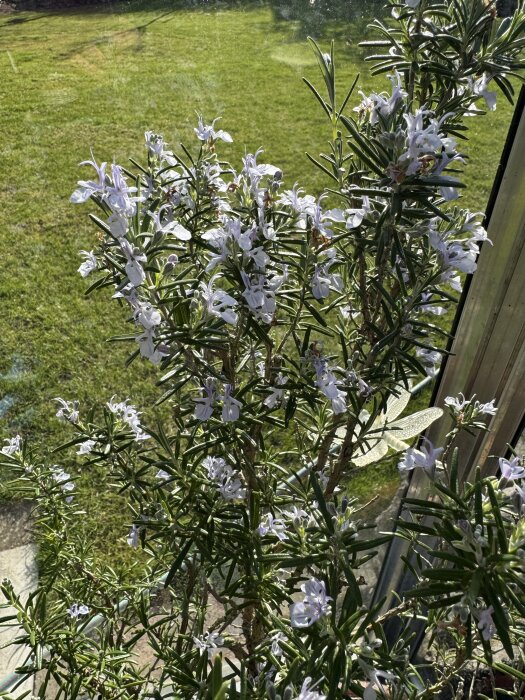 Rosmarinväxt med små, ljusblå blommor i blomning i ett växthus, med grön gräsmatta synlig genom glaset i bakgrunden.