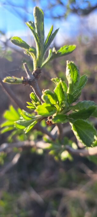 Närbild på en gren med nyutslagna gröna blad och små knoppar i solljus, med en suddig bakgrund av grenar och himmel.