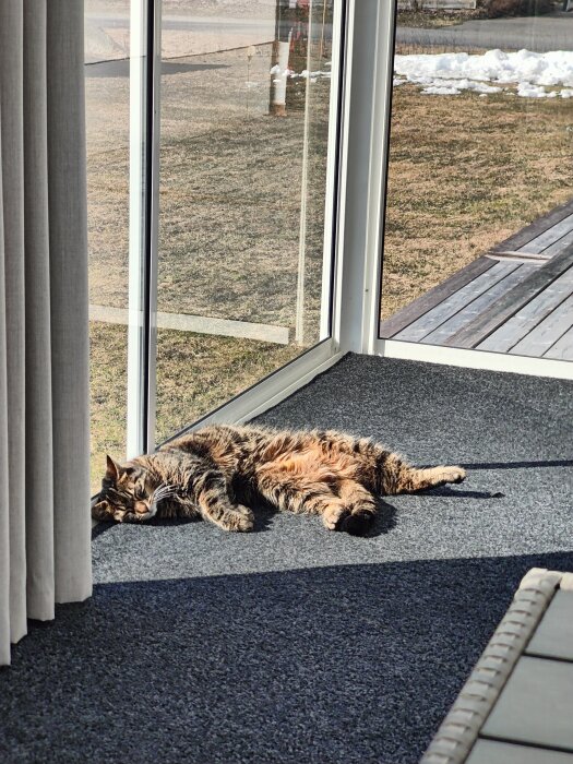 Katt ligger och vilar i solstrålar på ett golv av en inglasad veranda med utsikt över en gräsmatta.