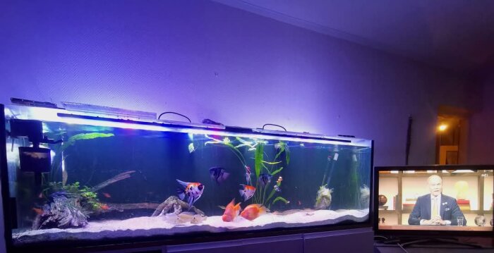 Ett akvarium med fiskar och växter står bredvid en TV som visar en man i kostym.