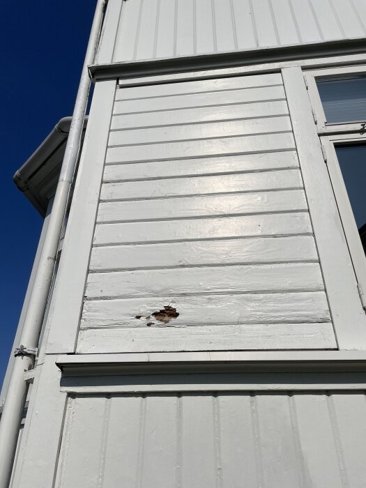 Vitmålad träpanel på husvägg med skadat område där träet ser ruttet ut, nära ett fönster och stuprör.