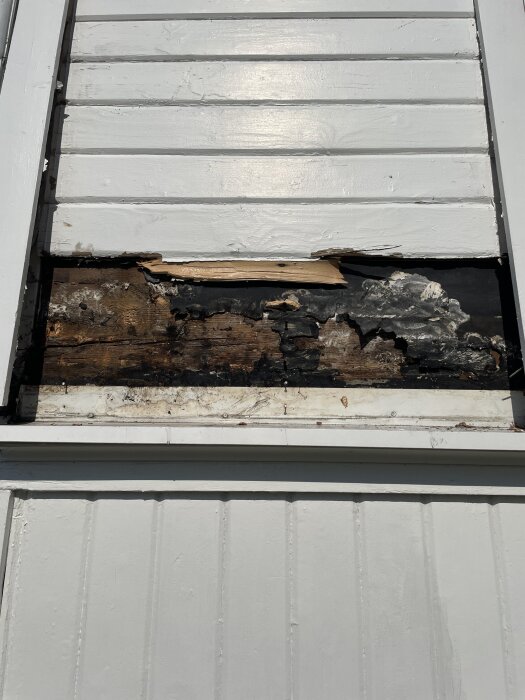 Ruttna brädor bakom vit fasad med svampangrepp och fukt på mellanliggande pappmaterial, visar problem med husets klädsel och ventilation.