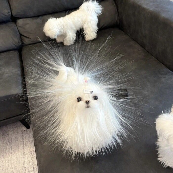 En fluffig vit hund med statiskt uppburrad päls sitter på en soffa, omgiven av andra vita hundar.
