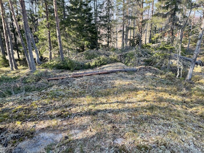 Nedfallna granar i en skog efter storm, omgivna av solljus och mossa.