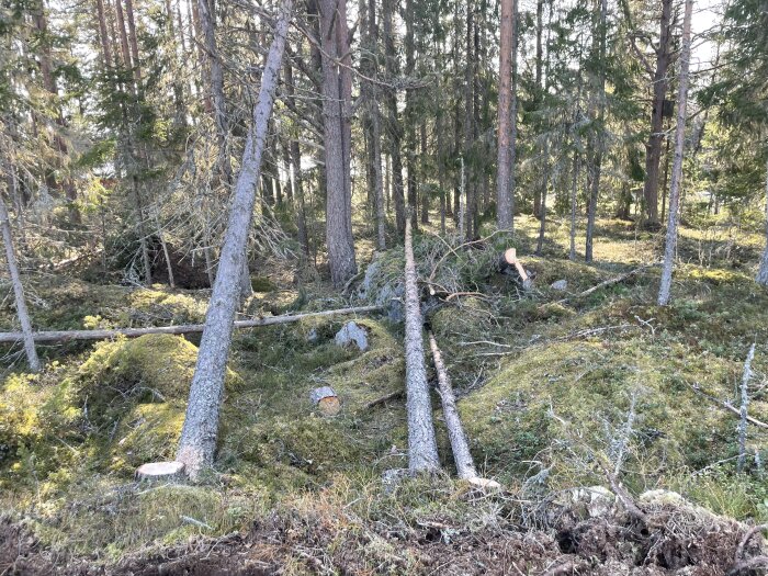 Fällda granar ligger i en skogsdunge, omgivna av mossa och andra träd, under en klar vårdag.