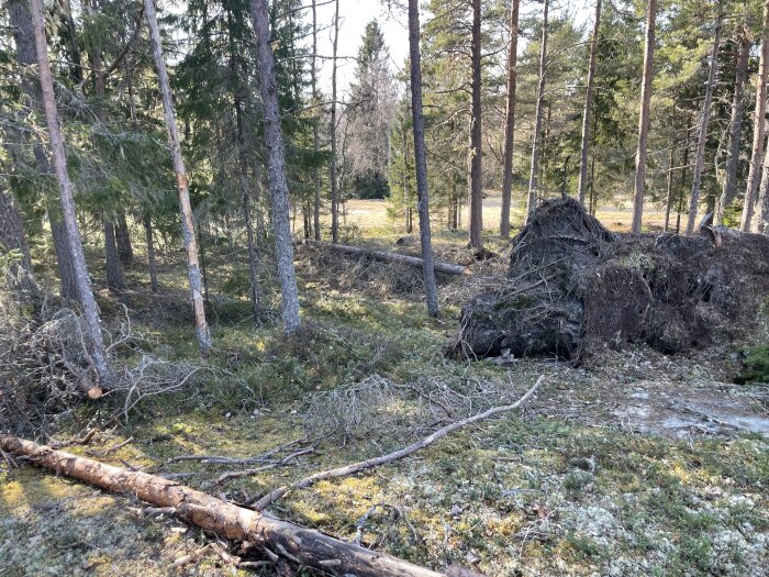 Uppdraget att röja nedfallna granar i en skog, med synliga rötter och grenar på marken. Soligt vårväder och tät skogsvegetation.
