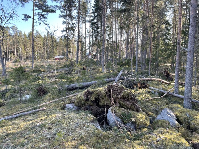 Stormfällda granar ligger i en skog med rötter uppdragna ur marken, omgivna av mossbeklädda stenar och stående träd.