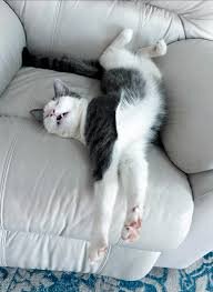 Katt sover avslappnat på vit soffa med benen utsträckta och huvudet bakåtlutat.
