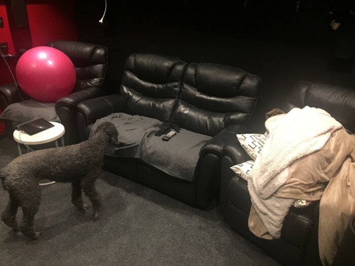 Svart läderfåtölj i hemmabiorum med grå filt och kuddar. En stor rosa boll syns bredvid, samt en hund på grå matta med ett vitt bord.