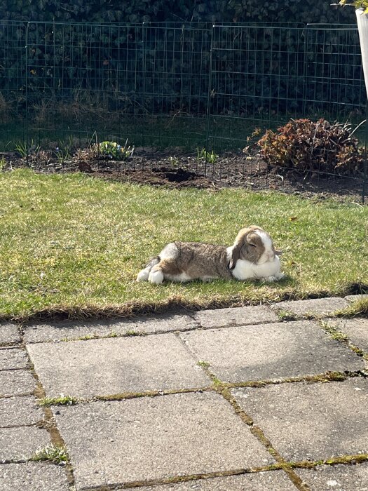 En kanin ligger avslappnat i solen på en gräsmatta nära en stensatt uteplats, mot bakgrund av en buske och trädgårdsstängsel.