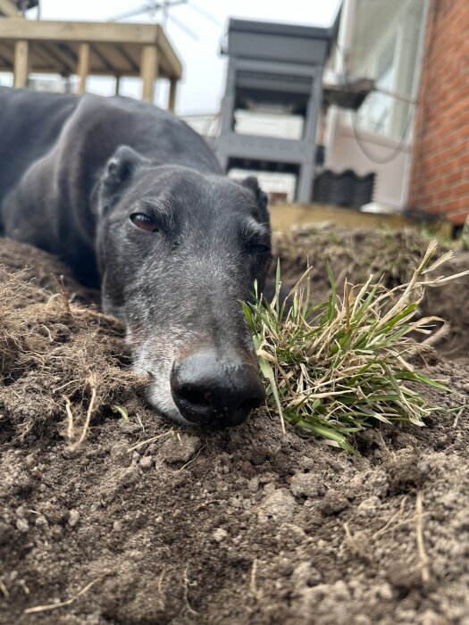Svart hund ligger avslappnad i en grävd grop i trädgården, snout nära gräs och jord.
