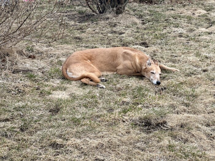 Hund ligger och vilar på gräsmattan i trädgården.
