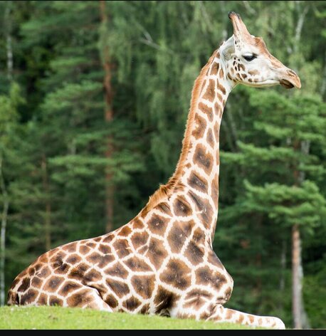Giraff sittande på en grön gräsmatta med skog i bakgrunden.