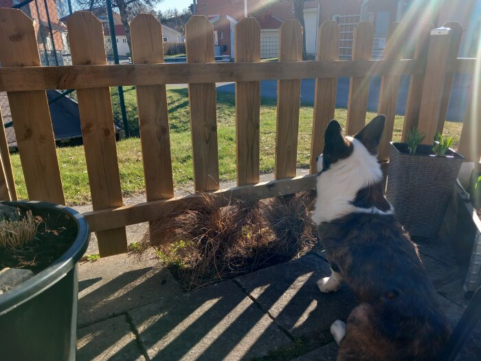 Hund sitter på terrass med trästaket i solljus, omgiven av växter.