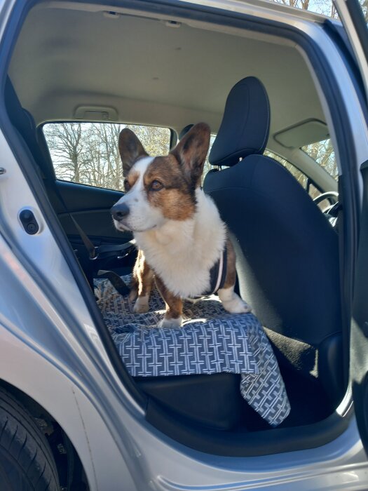 En hund sitter på baksätet av en bil, omgiven av soligt väder utomhus.