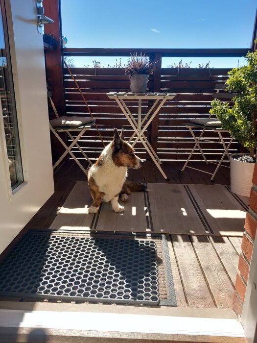 Hund sitter på en solig balkong med ett litet bord, stolar och växter i bakgrunden.